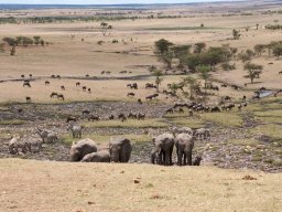 Bologonja_Seronera2009-23